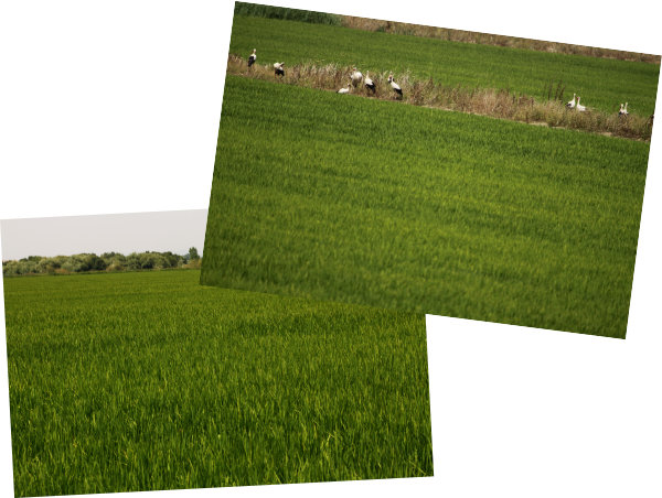 Imagem do projecto: NossoArroz-Agricultura.jpg