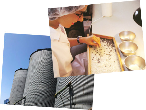 Imagem do projecto: NossoArroz-KnowHow.jpg