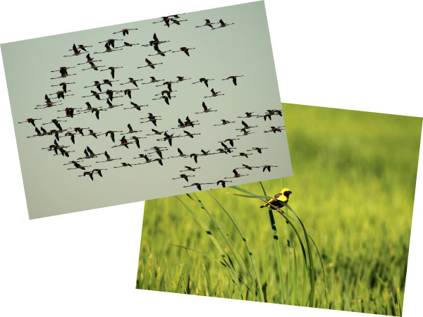 Imagem do projecto: ALR-Natureza.jpg